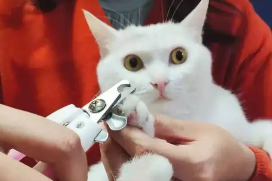 猫指甲劈了会自愈吗