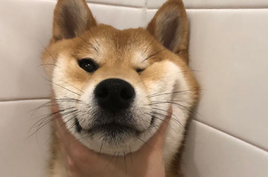 狗狗身上黑色硬块结痂怎么治