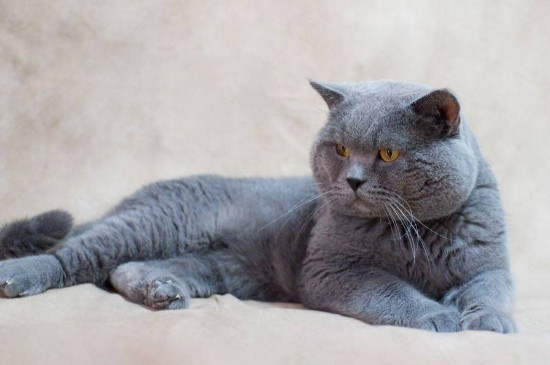 蓝猫脸尖是不纯吗