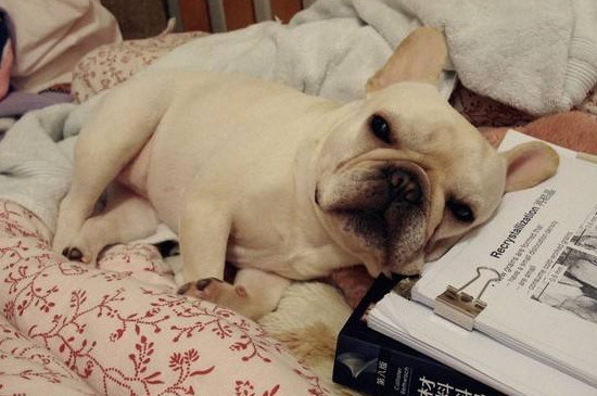 法斗犬的优缺点