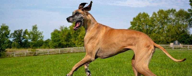 大丹犬十个不养理由