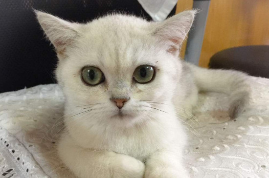 猫藓快好的迹象是哪些，如何判断猫藓快好了