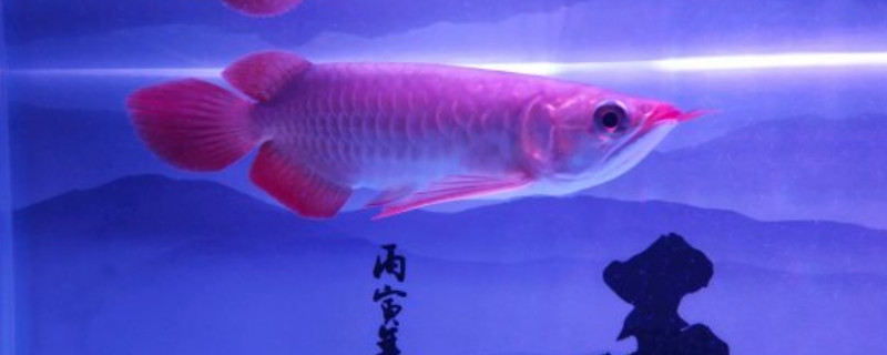 龙鱼蒙眼一般几天能好