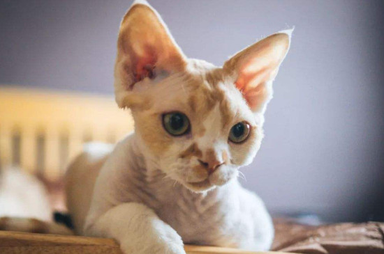 小型猫的品种