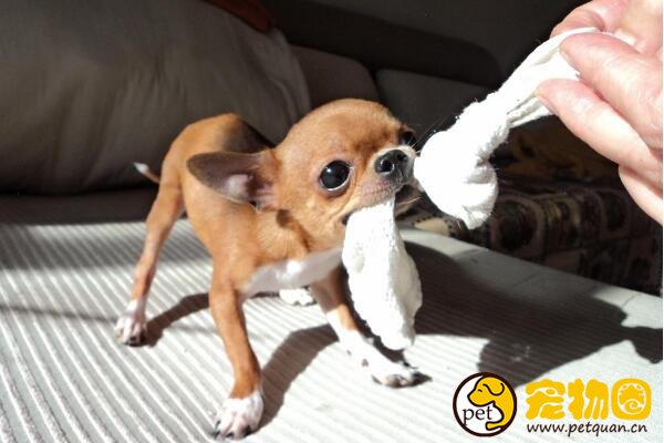 什么狗狗长不大，十种适合家养的中小型犬(泰迪最受欢迎)