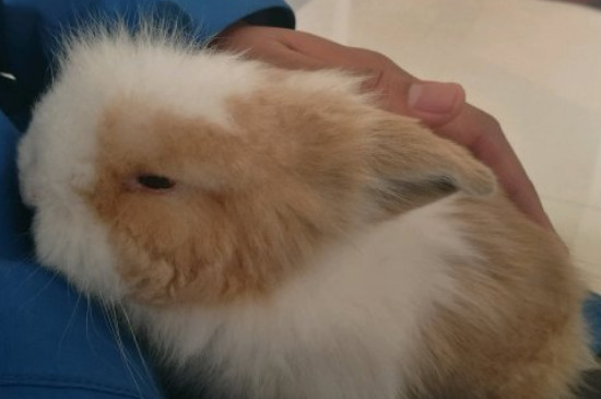 垂耳兔不想养了怎么办