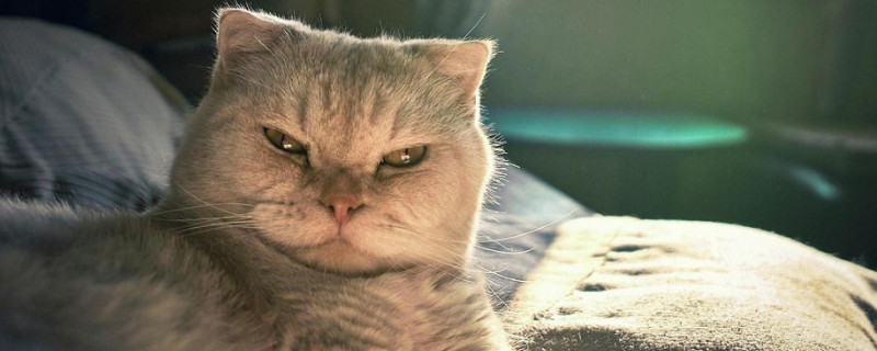 猫便秘怎么办，给猫咪吃什么解决便秘