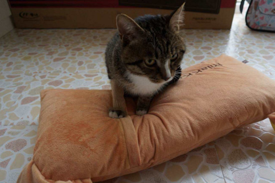猫咪肝病症状表现
