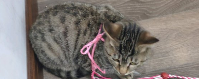 猫生产后吃什么可以补充营养