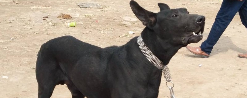 黑狼犬的优点和缺点