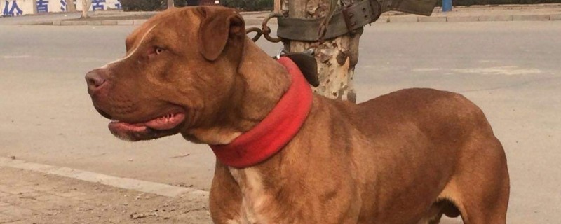 世界第一猛犬