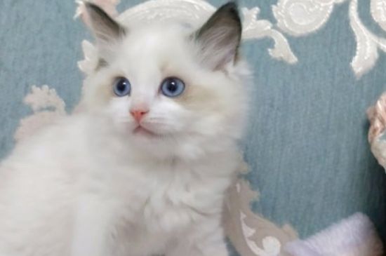 猫能吃芒果吗