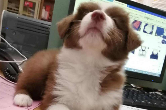 边牧丢了千万别去找的原因