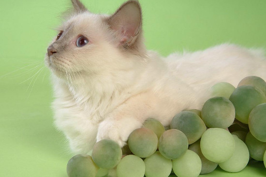 波斯猫不能吃什么食物