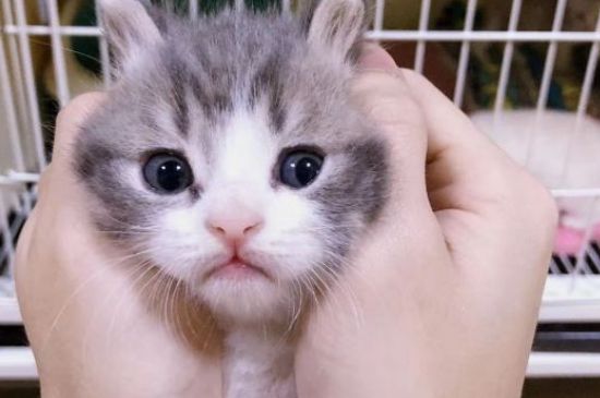 猫能吃八宝粥吗