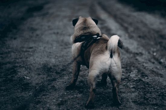 狗狗可以吃番石榴吗，能吃但不能多吃否则会损伤肠胃