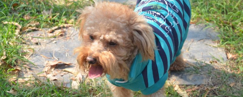 泰迪犬和贵宾犬有什么区别