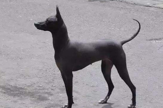 没有毛的狗是什么狗