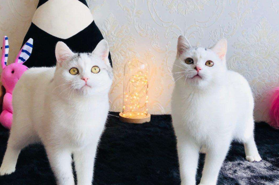 净梵猫是什么品种