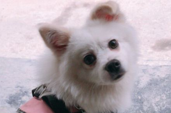 从哪看出土狗能长多大