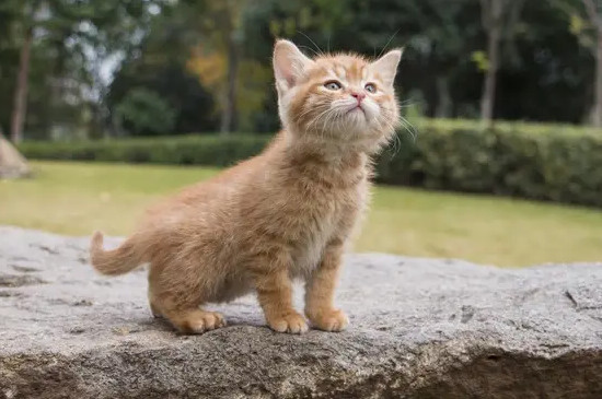 小猫可以吃蛋黄吗