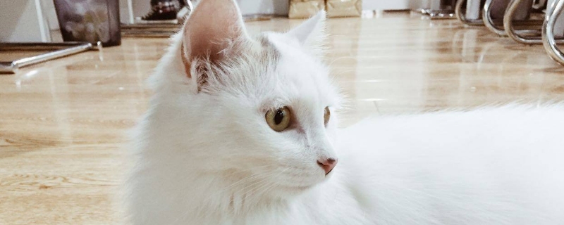人被传染猫藓用什么药