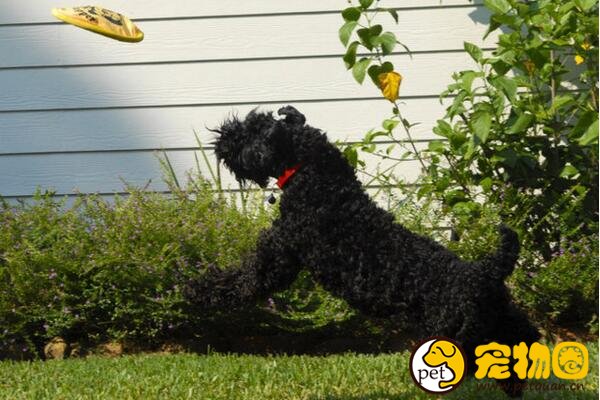凯利蓝梗是爱尔兰国犬，被誉为冠军级别的饲养犬