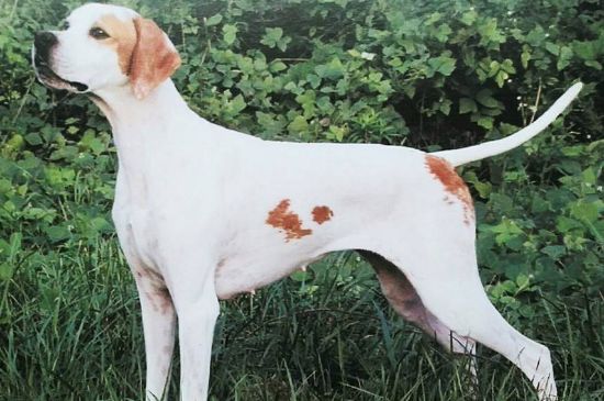英国跳猎犬优缺点