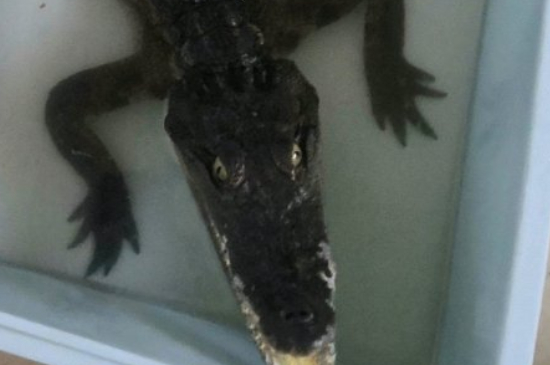 宠物鳄鱼能长多大