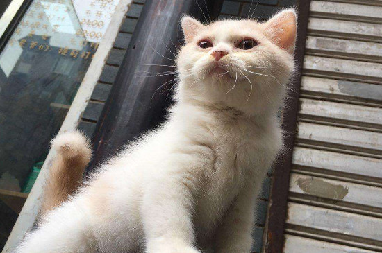 东北猫为什么这么便宜