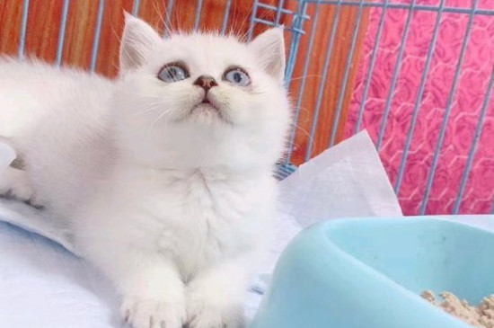猫下眼皮边缘有黑结痂