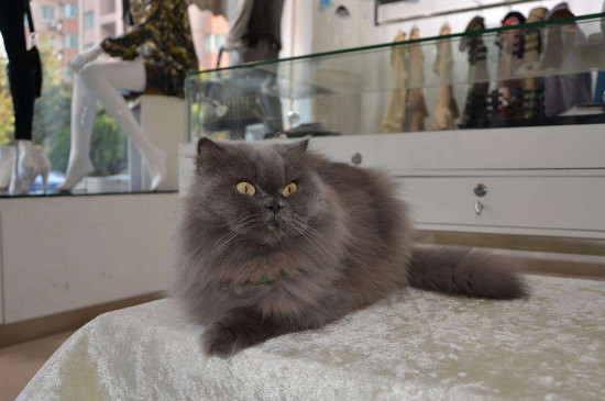 蓝猫和白猫生出什么猫