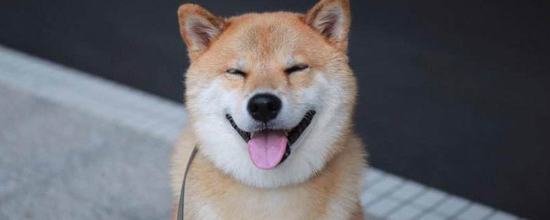 养柴犬的禁忌