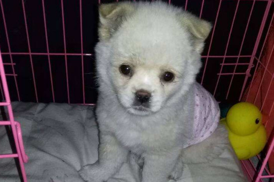犬瘟热怎么引起的