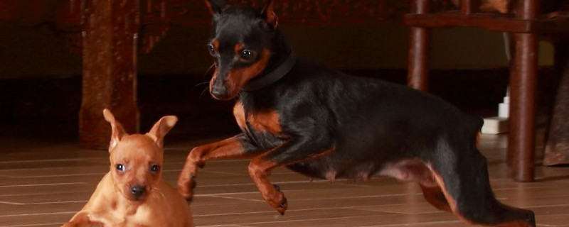 小鹿犬多少天显肚子