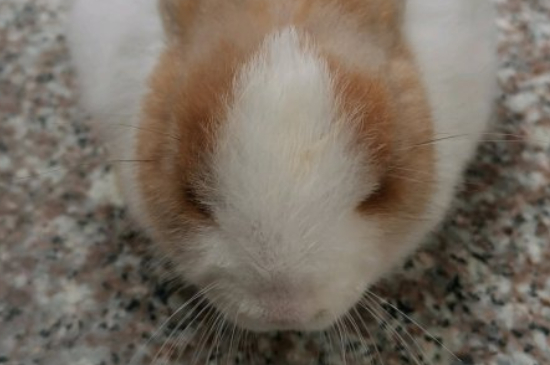 兔子怎么生小兔子