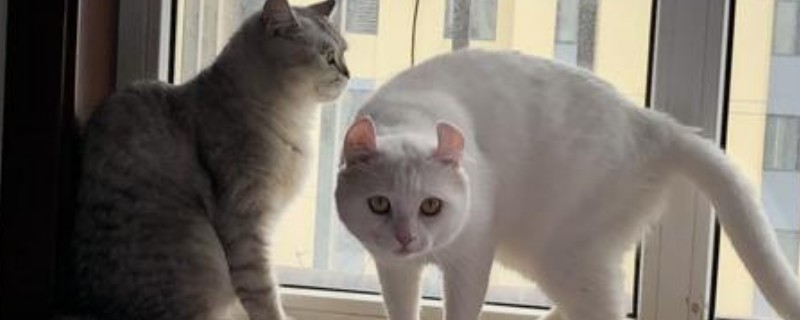 猫感冒会传染别的猫吗