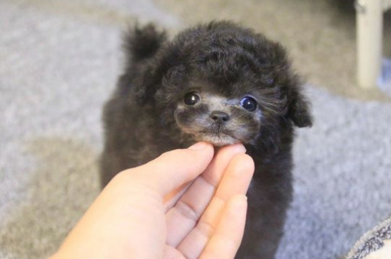 茶杯犬多少钱一只，市场价格在2000～9000元左右