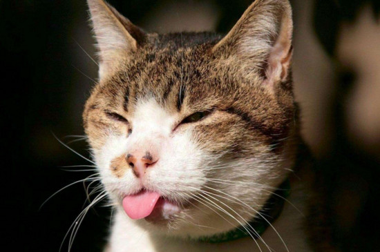 女人养猫的好处和坏处，女人养猫为什么不好