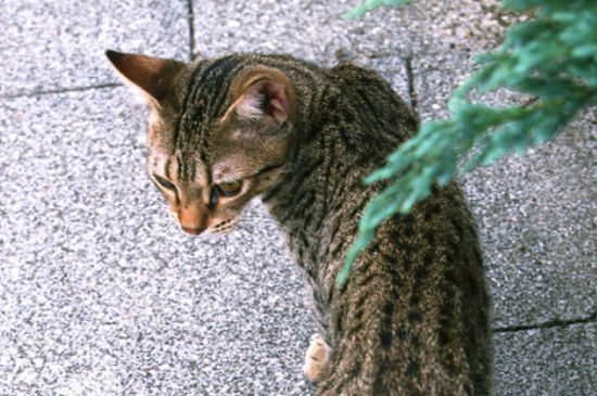 猫咪离家出走前的暗示