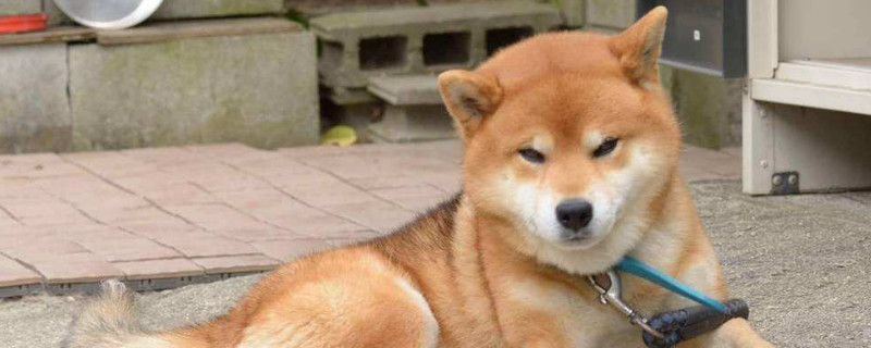 柴犬把你当主人的表现