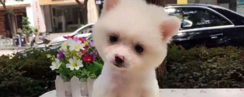 俊介犬聪明吗