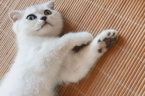 长期挨打的猫会怎么样