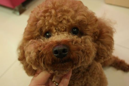 狗狗空腹吐黄水带泡沫