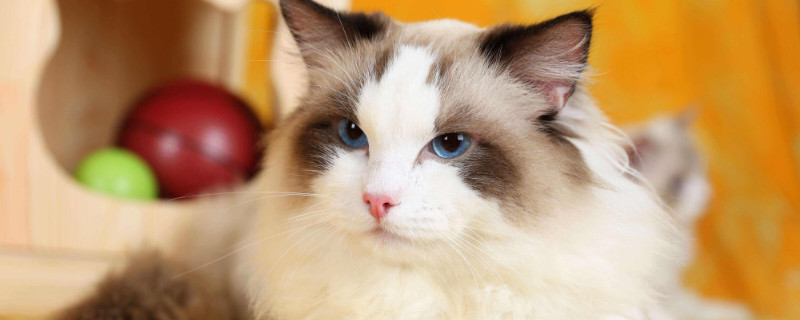 猫癣怎么治疗