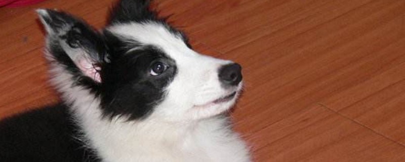 宠物狗怎么办理托运
