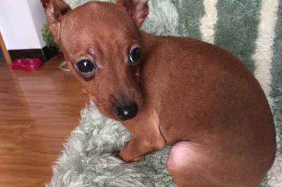 小鹿犬为什么没人养