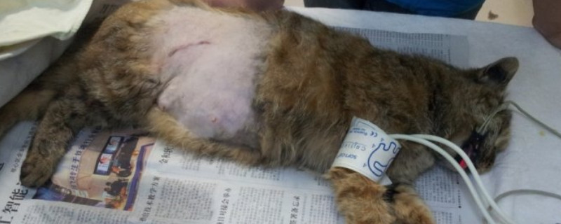怎么判断母猫生完了