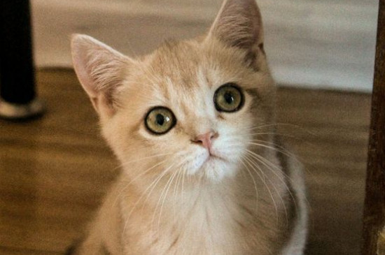 猫能吃火腿肠吗