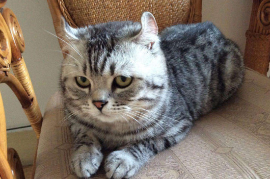 怎么分辨小猫是否便秘